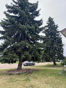 Tree removal