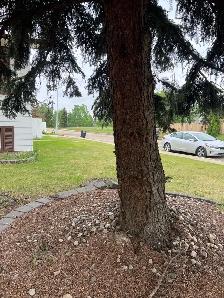 Tree removal - Photo 2
