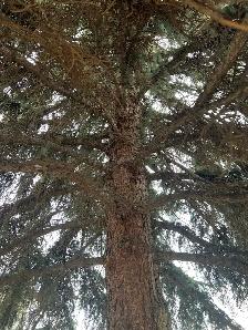 Tree removal - Photo 3