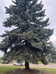 Tree removal - Photo 4
