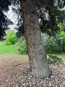 Tree removal - Photo 5