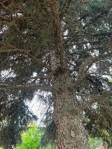 Tree removal - Photo 6