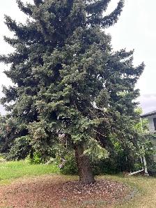 Tree removal - Photo 7