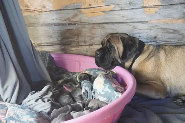 English Mastiff  / Cane Corso Puppies