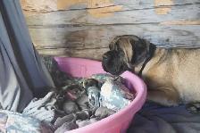 English Mastiff  / Cane Corso Puppies