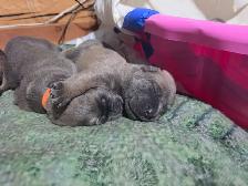 English Mastiff  / Cane Corso Puppies - Photo 2