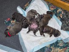 English Mastiff  / Cane Corso Puppies - Photo 3