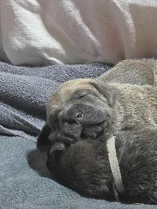 English Mastiff  / Cane Corso Puppies - Photo 4