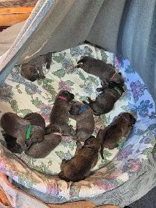 English Mastiff  / Cane Corso Puppies - Photo 5