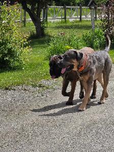 English Mastiff  / Cane Corso Puppies - Photo 6