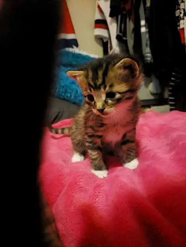 Ragdoll/Savannah/ mix!