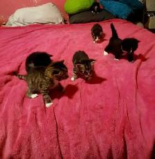 Ragdoll/Savannah/ mix! - Photo 2