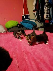 Ragdoll/Savannah/ mix! - Photo 3