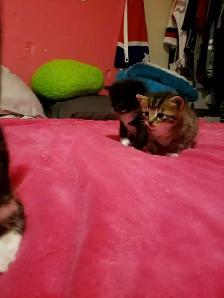 Ragdoll/Savannah/ mix! - Photo 4