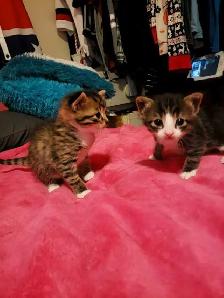 Ragdoll/Savannah/ mix! - Photo 5