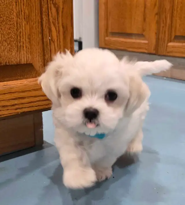 CKC Maltese Puppy Russian/Korean/American lines lines