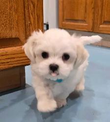CKC Maltese Puppy Russian/Korean/American lines lines