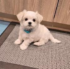 CKC Maltese Puppy Russian/Korean/American lines lines - Photo 2