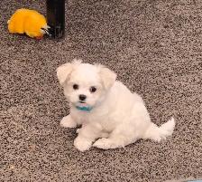 CKC Maltese Puppy Russian/Korean/American lines lines - Photo 3