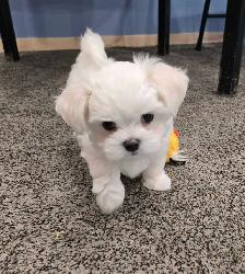 CKC Maltese Puppy Russian/Korean/American lines lines - Photo 4