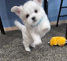 CKC Maltese Puppy Russian/Korean/American lines lines - Photo 5