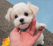 CKC Maltese Puppy Russian/Korean/American lines lines - Photo 6