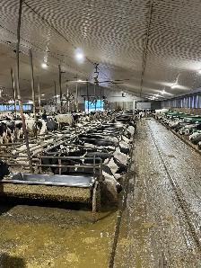 Dairy Farm Hand - Photo 7