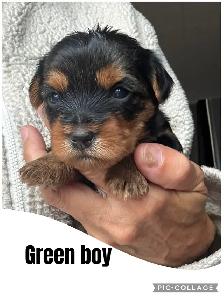 Yorkshire Terrier Puppies
