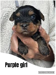 Yorkshire Terrier Puppies - Photo 2