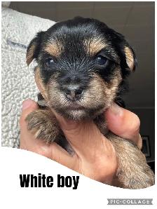 Yorkshire Terrier Puppies - Photo 3