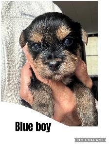 Yorkshire Terrier Puppies - Photo 4