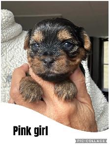 Yorkshire Terrier Puppies - Photo 5