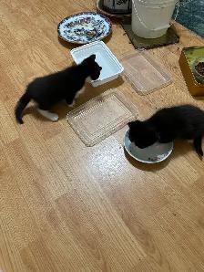 Kittens for Rehoming