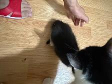 Kittens for Rehoming - Photo 2