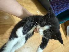 Kittens for Rehoming - Photo 3