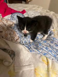 Kittens for Rehoming - Photo 4