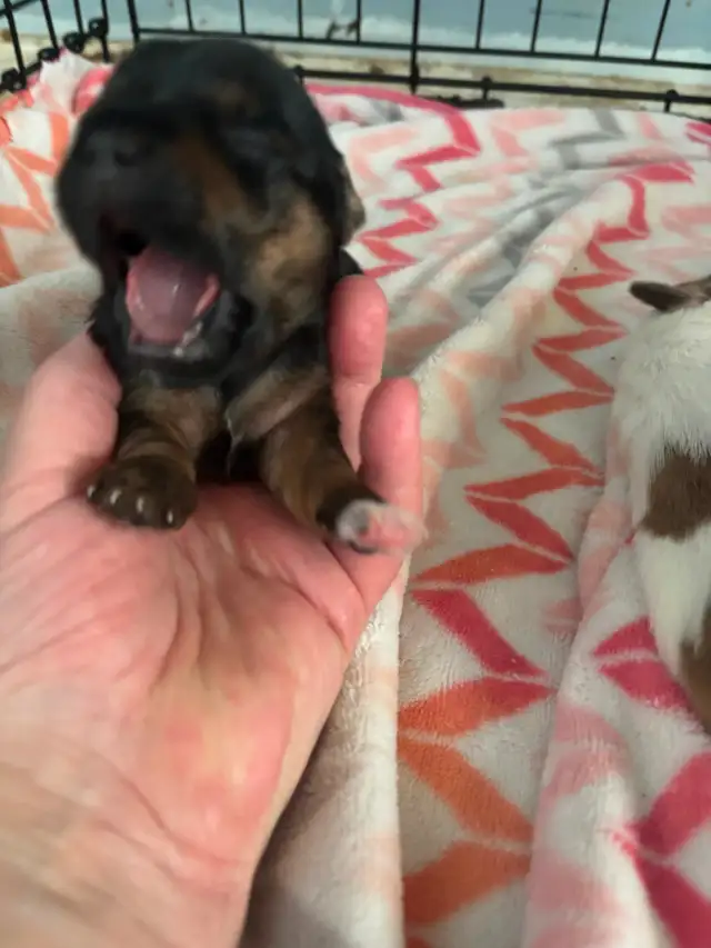 Beiwer Yorkie puppies