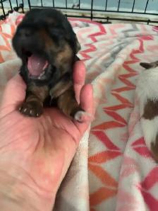 Beiwer Yorkie puppies