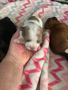 Beiwer Yorkie puppies - Photo 2