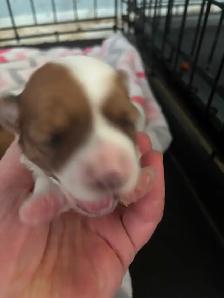 Beiwer Yorkie puppies - Photo 3