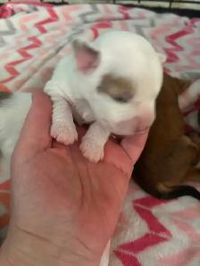 Beiwer Yorkie puppies - Photo 4