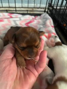 Beiwer Yorkie puppies - Photo 5