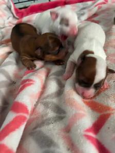 Beiwer Yorkie puppies - Photo 6