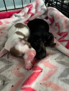 Beiwer Yorkie puppies - Photo 7
