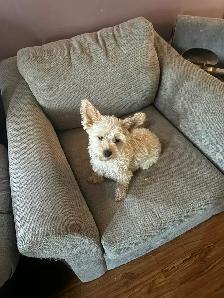 Beiwer Yorkie puppies - Photo 8