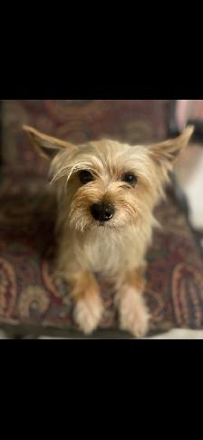 Beiwer Yorkie puppies - Photo 9