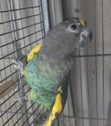 meyers parrot