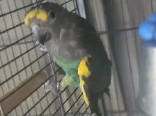meyers parrot - Photo 2