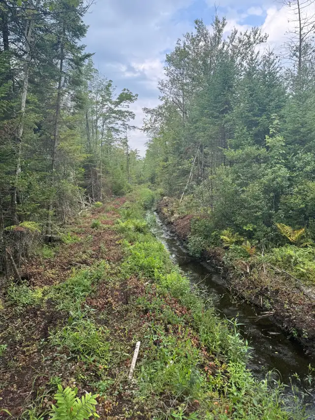 TERRE À BOIS 10e RANG OUEST WICKHAM 82 ACRES CAMP DE CHASSE
