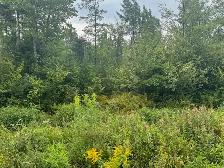 TERRE À BOIS 10e RANG OUEST WICKHAM 82 ACRES CAMP DE CHASSE - Photo 5